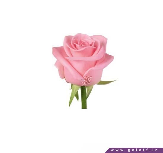 خرید گل - گل رز هلندی کیمسی - Rose | گل آف